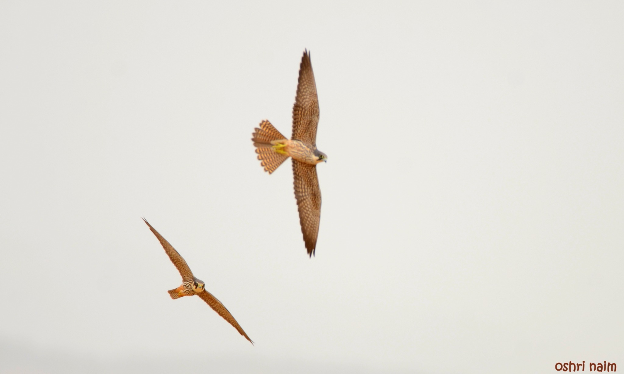 בז חופים 