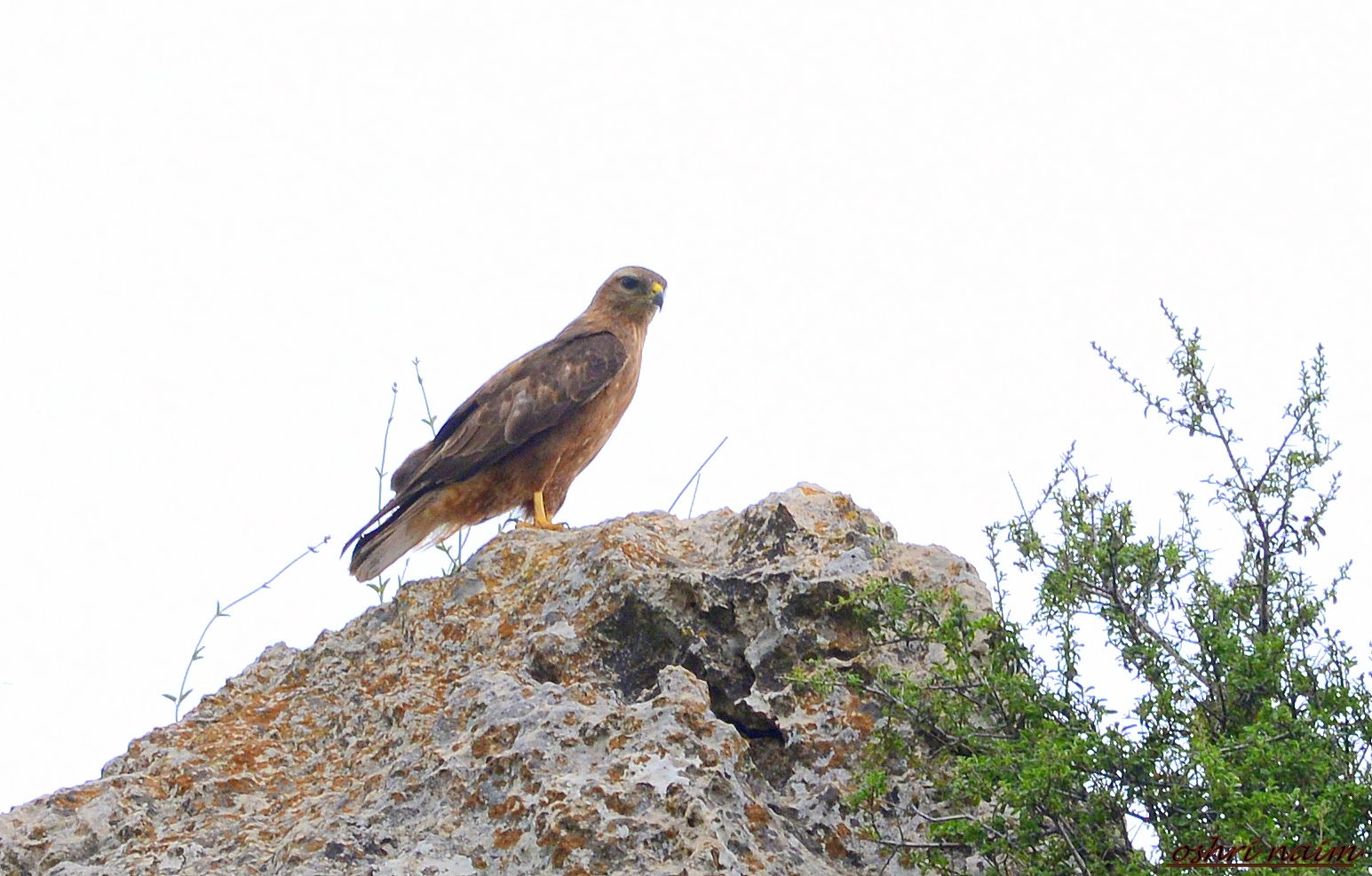 עקב מזרחי