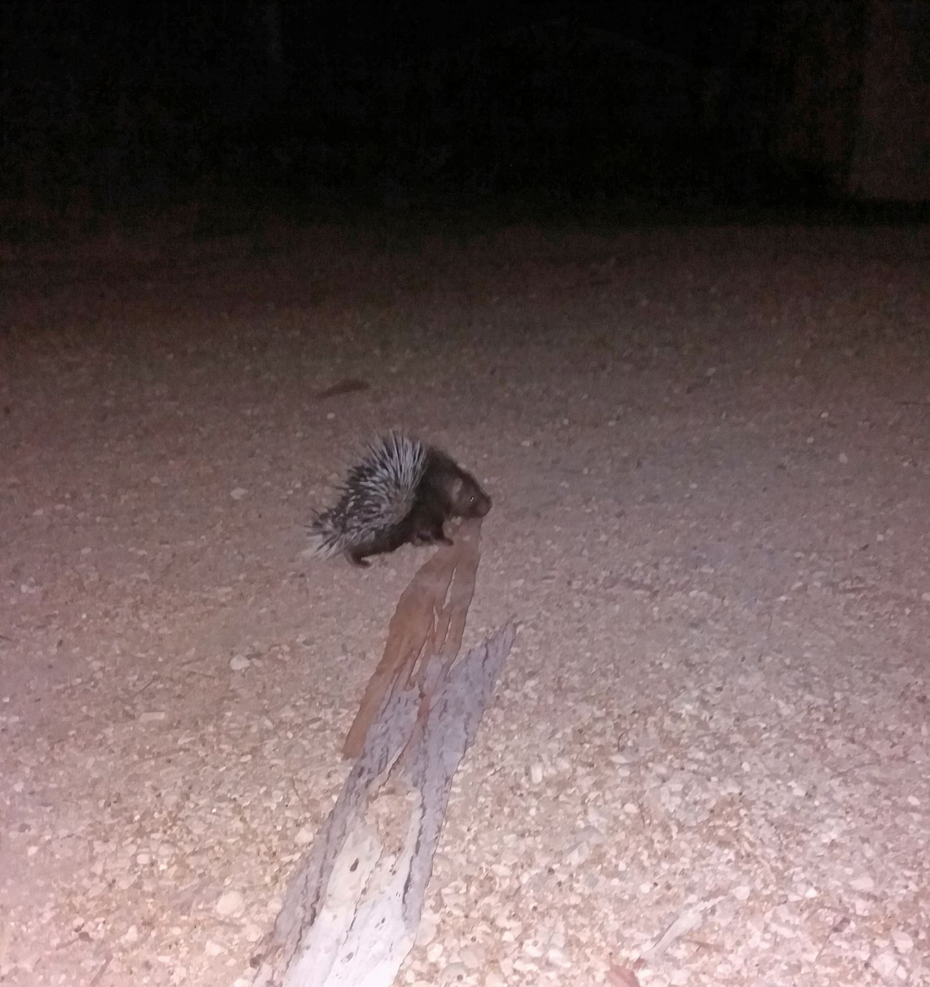 דורבן מצוי